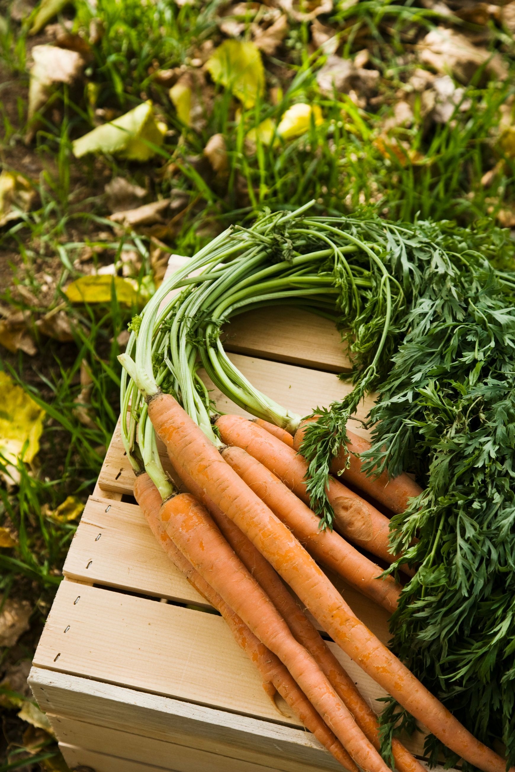 carrots