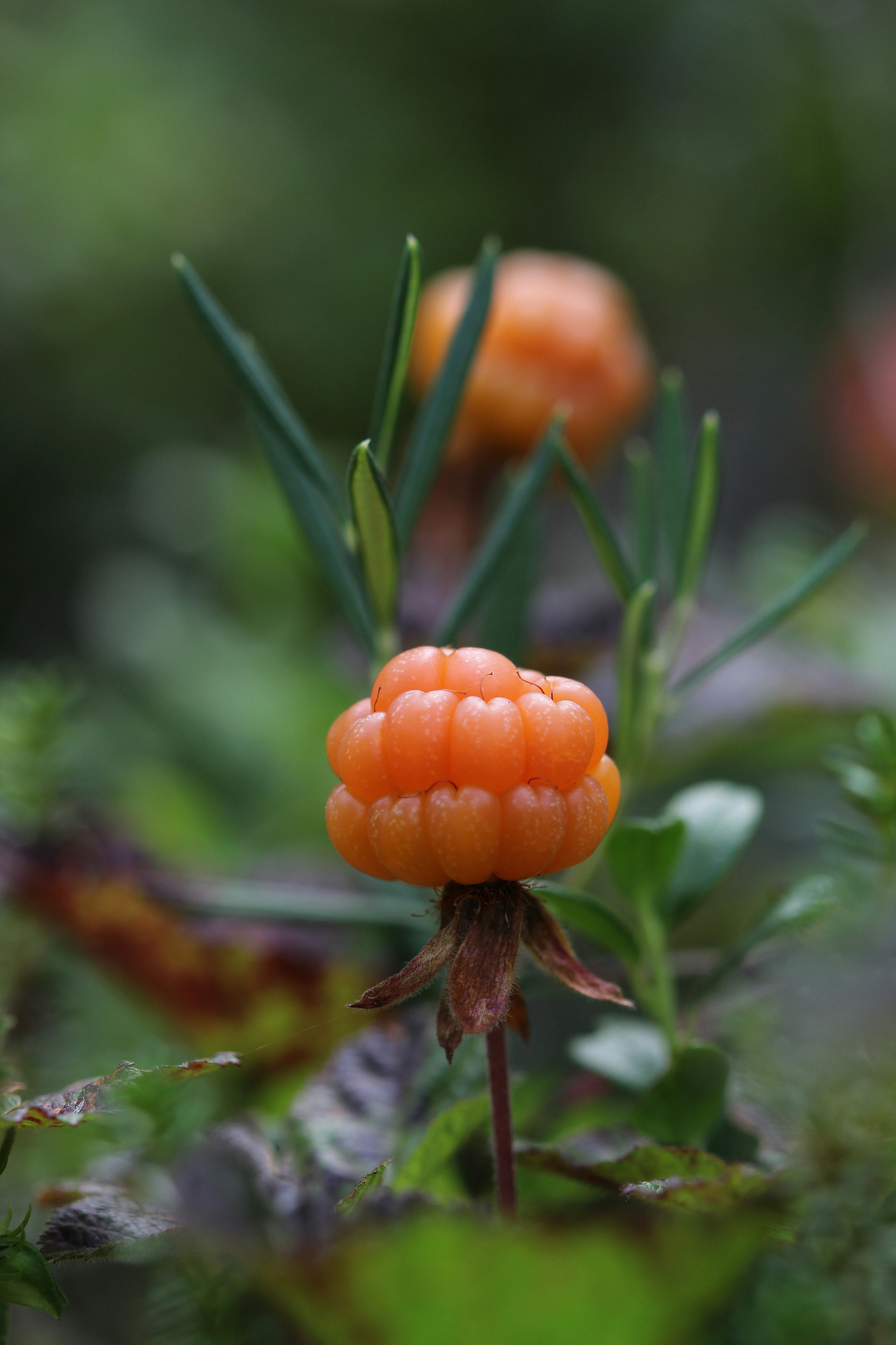 cloudberry